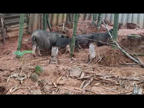 Video: Lợn mán là gì?