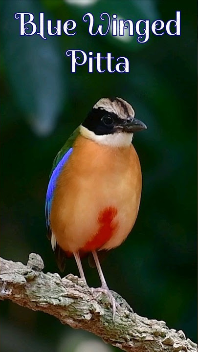 Blue Winged Pitta (Pitta moluccensis) #BeautufulBird