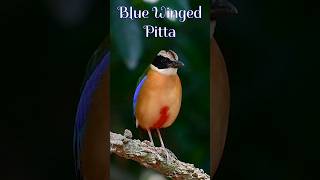 Blue Winged Pitta (Pitta moluccensis) #BeautufulBird