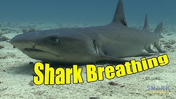 How Do Sharks Breathe? | SHARK ACADEMY