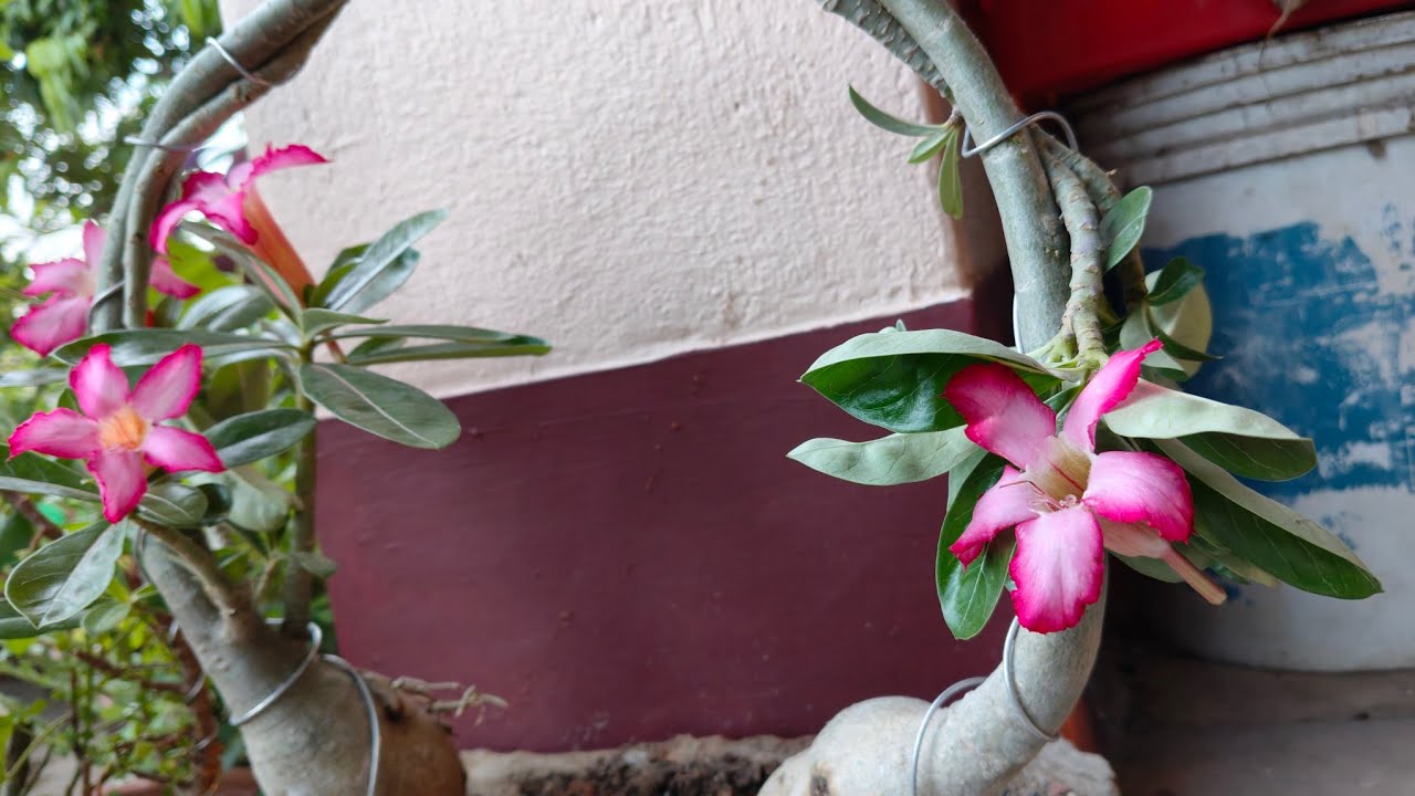 Adenium plant decoration idea / adenium plant topiary #5minutecrafts # ...