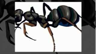 Pest Control Dublin GA - (888) 458-0008