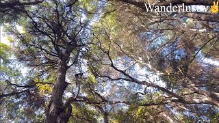 WANDERLUST V✌/ DUNEDIN VIEWS VOL:1/ GRAHAMS BUSH SCENIC RESERVE DUNEDIN/ NEWZEALAND SOUTH VIEWS