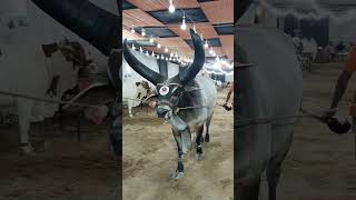 Chand Bail Heavy Weight Bull Maweshi Mandi 2K25 Asia Biggest Mandi Karachi Northern Bypas