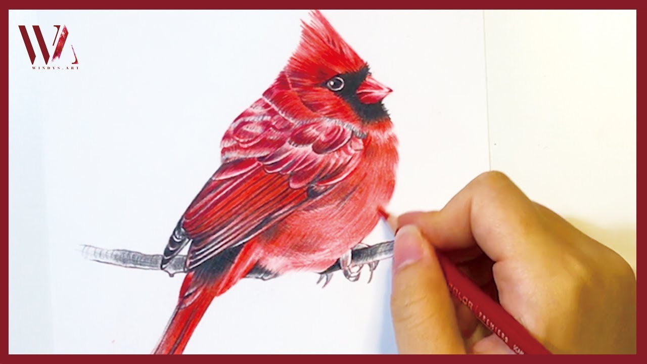 How to Draw a Realistic Bird in Colored Pencil Step-by-Step