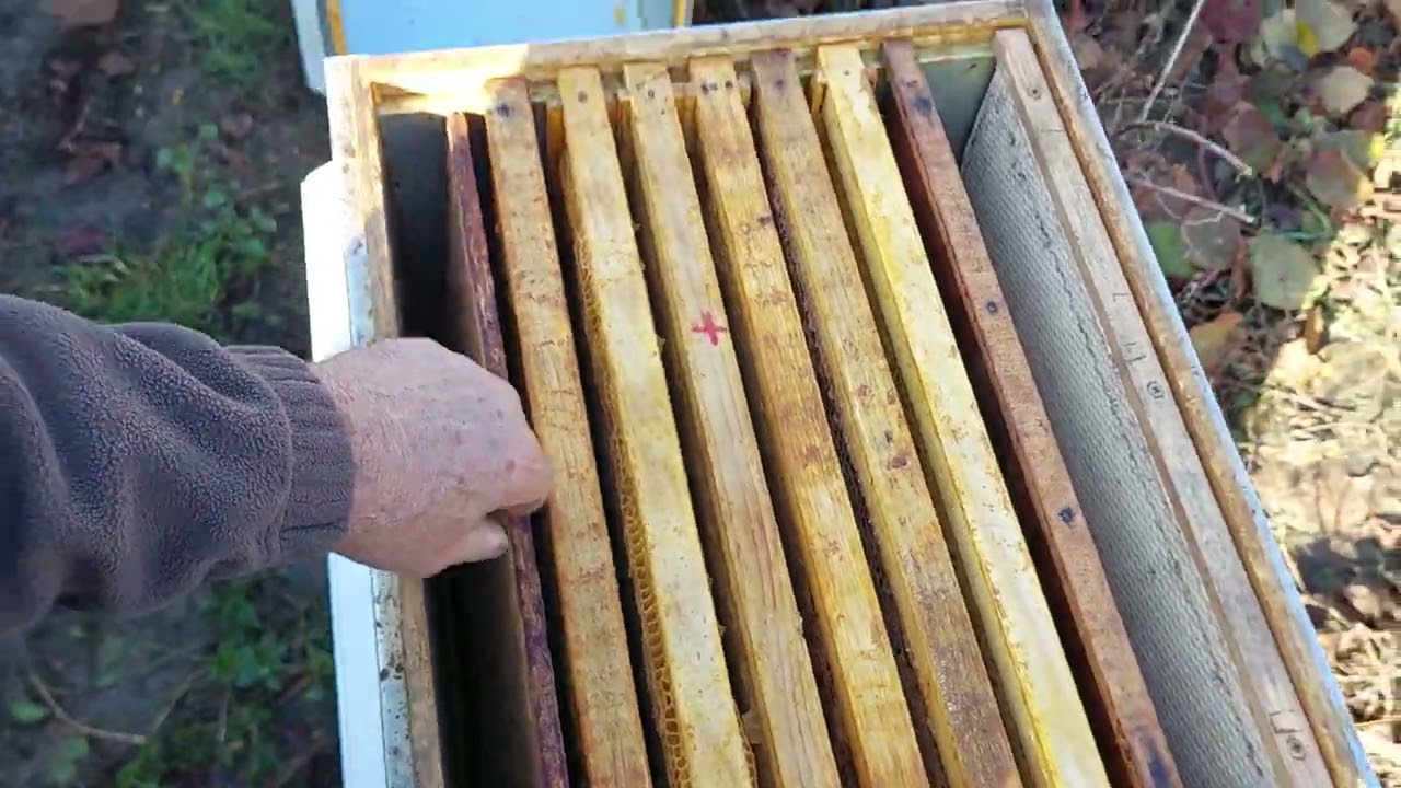 10 decembrie2022, soare si mod de iernare in corpul de sus