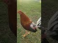 Beautiful Bird in Stuning 4k