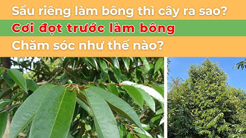 Tập 11: Sầu riêng làm bông thì cây ra sao? Cơi đọt trước khi làm bông chăm sóc như thế nào? | Agrino