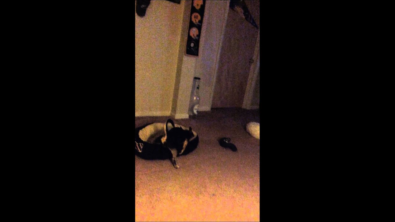 Dry Humping Doggy Style YouTube dry-humping-doggy-style-youtube