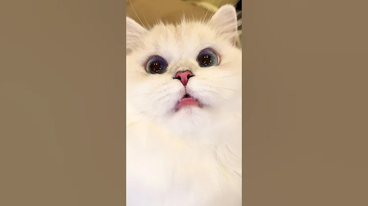 Video 10935531: ragdollcat cutecats, ragdollcat kitty, pretty kitty, beautiful cat