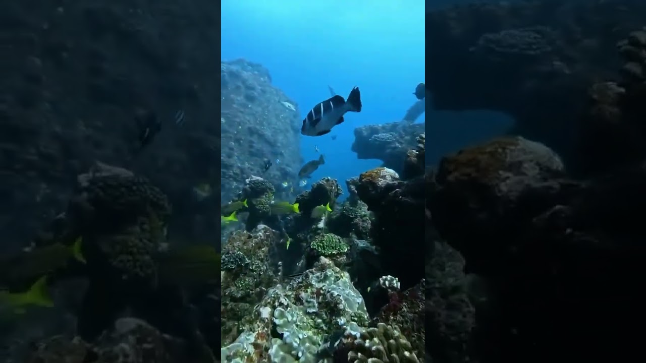 Encantos da vida marinha em Inhaca  🌊 