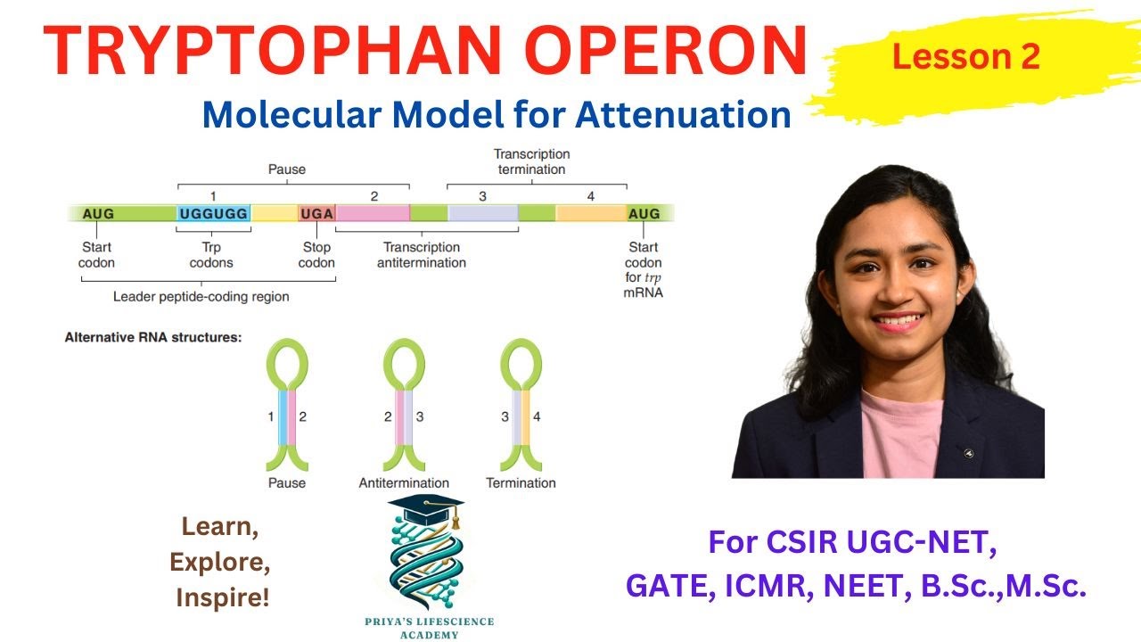 Trp operon Attenuation | regulation of Trp operon | CSIR-NET | NEET | B.Sc.| M.Sc.