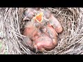 Дрозды кормят птенцов в гнезде, Catbirds feed chicks in the nest