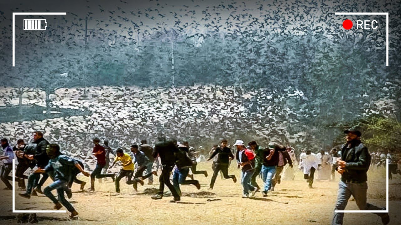لن تصدق ما تفعله هذه الحيوانات خلال موسم الهجرة