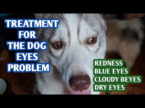 Video: Disorder Sa Dog Collie Sa Mata - Paggamot Sa Collie Dog Eye Disorder