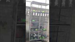 Bird’s aviary 💯#viral#unfreezemyaccount