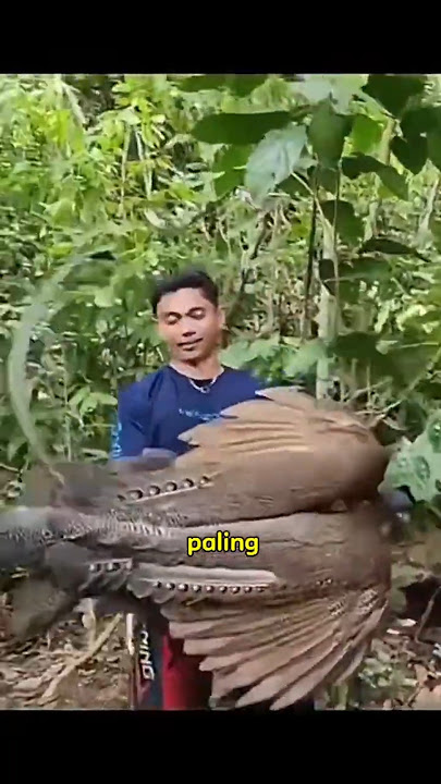 PRIA MENEMUKAN BURUNG KUAU LANGKA #viralvideo #shorts #videoshort