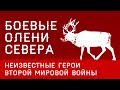 Рогатые Батальоны Севера. 10.000 Оленей, сражавшихся в Великой Отечественной Войне