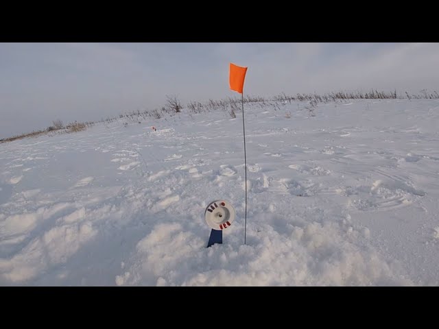 Вечерний активный выход щуки!!!