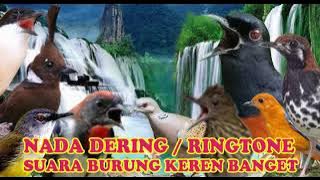TEMBAKAN JALAK SUREN NADA DERING||RINGTONE SUARA BURUNG MERDU BANGET NADA DERING JERNIH