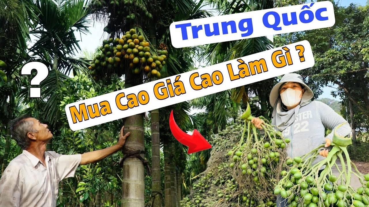 Что Китай делает с дорогими орехами ареки из Вьетнама? Стоит ли нам сажать их больше?