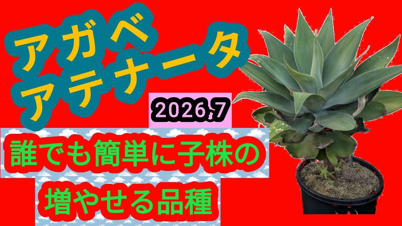 多忙なサラリーマンでも簡単に子株の増やせる品種、アガベ アテナータ