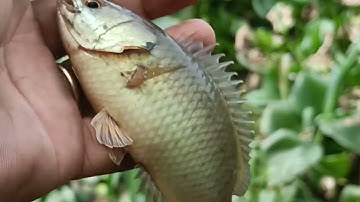 câu cá kênh nhánh ở kênh 61 mộc Hóa cá rô cá thác lác bự quá