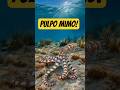 El PULPO MIMO... un imitador Audaz!!! #viralshort #sabiasque #shorts  #pulpo