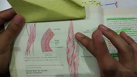 guyton chapter 8 part 1 of 2