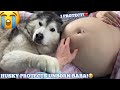 Husky Adorable Reaction To Protect My Unborn Baby! Then The Baby Kicks Her! [CUTEST REACTION EVER!]