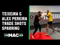 Glover Teixeira and Alex Pereira trade shots in sparring