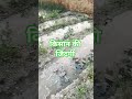 कभी जीकर का देखो किसान की जिंदगी #sortvedios #truelinemotivatio #youtubeshorts #viral #trendingshort