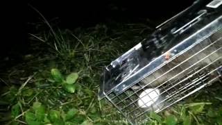 Raccoon Release Gone BAD!