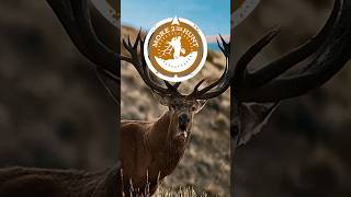 HUNTING RED STAG IN ARGENTINA! New ep out 6/22/26! #redstag #stag #bowhunt #archery #bowhunter #bull