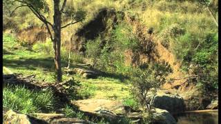 Cultural Expressions - Riparian Vegetation