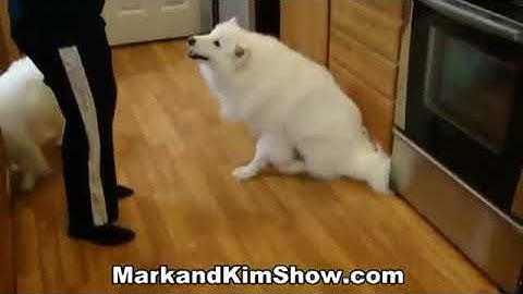 Mal wieder ein lustiges Hundevideo (gähn 2). Hunde führen Kommandos aus (American Eskimo Dog)