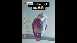 TOP 10 SWEARING PARROT MOMENTS! 🦜😂 #talkingparot #parrot  #birds #funnyvideo #funny
