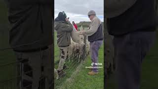 Lambs 1 - Kingy 0 #animalfail #lambing #lambingseason #epicfail