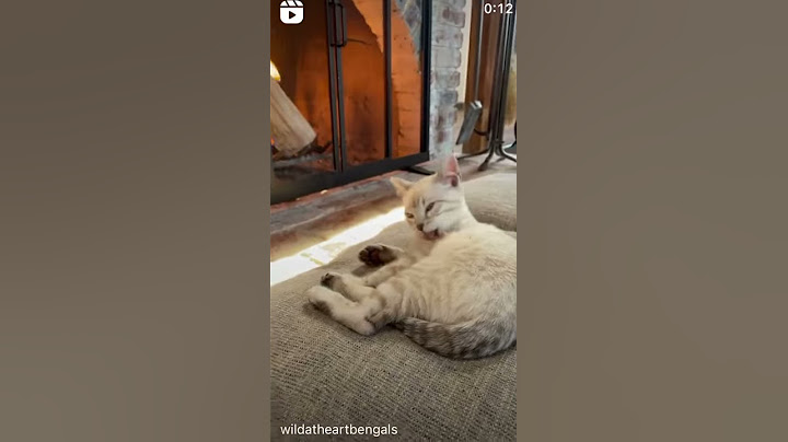 Video 642871: snow bengal kitten cuteness