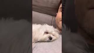 O Vídeo Mais Fofo Com Luiz Bacci E Seu Cachorrinho