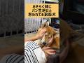 なかよし。#柴犬