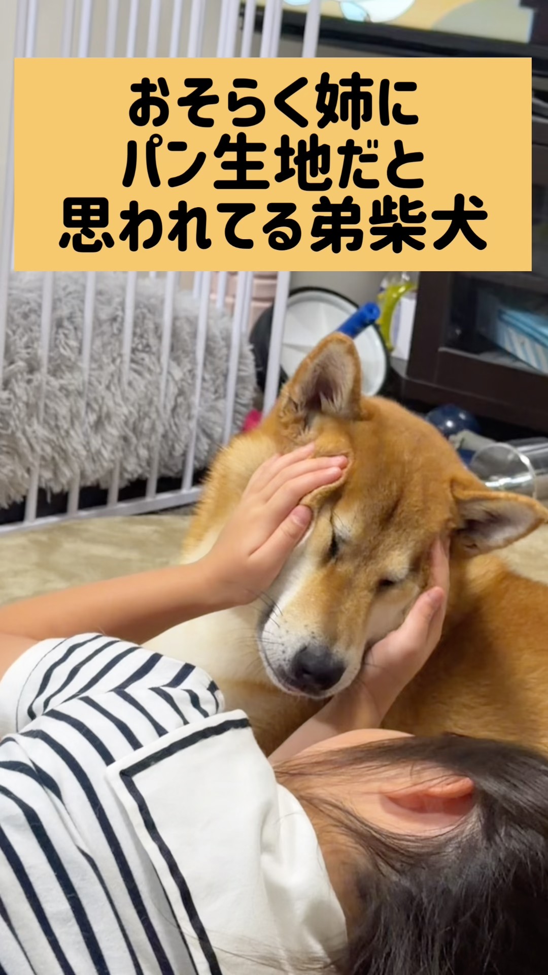 仲良し柴犬さん♡ YouTube