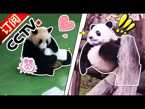 Panda Story —— What a hot weather today 0715| CCTV