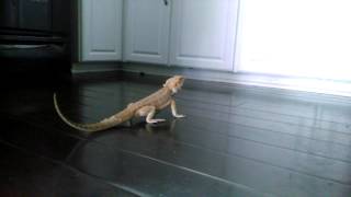 Bearded Dragon Running On Hard Wood Floor