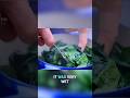 Why Chefs Cook Spinach This Way  |You Were Taught This Wrong #shorts #freshspinach #cooking