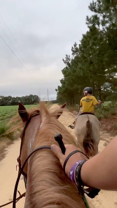Riding a horse is flying without wings #horse #equestrianjourney #flying #equestrian #animalsvideo