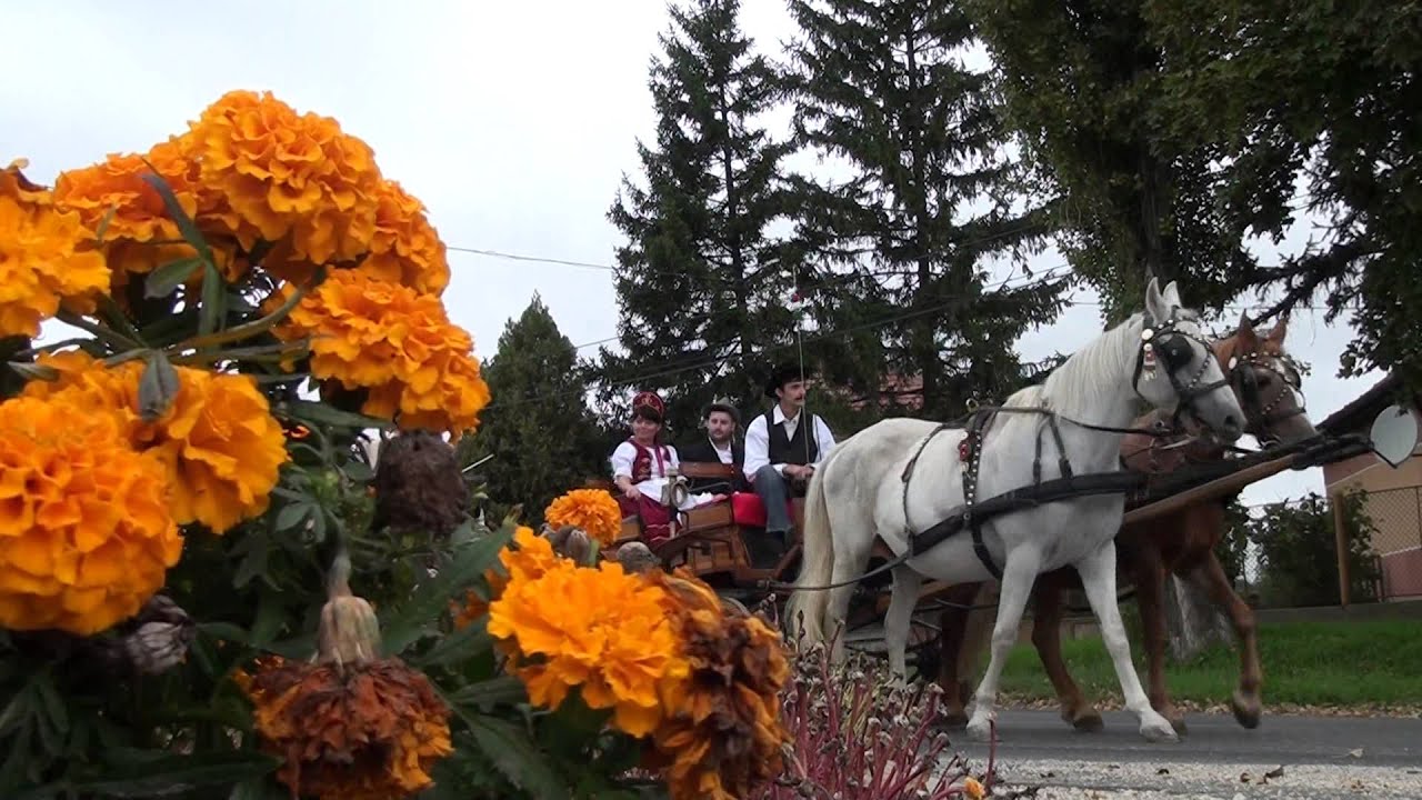 Szüreti Mulatság - Polgárdi 2014.