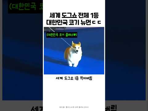 대한민국 국가대표 웰시가 도그쇼 1등 #강아지 #반려견 #도그쇼 #어질리티 #웰시코기 thumbnail