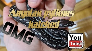 Angolan pythons hatched