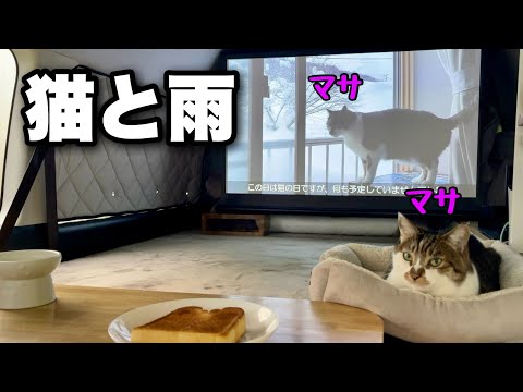 雨の降る日は車で猫カフェ｜大画面でマサの動画を楽しめるモバイルプロジェクターを使ってみた【Dangbei Freedo】